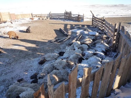 Harsh winter and decreasing foodstock are perishing the livestock in Mongolia. Image courtesy Cambridge Mongolia Development Appeal.