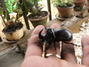 Voatandroka insect. Image courtesy Imahaka
